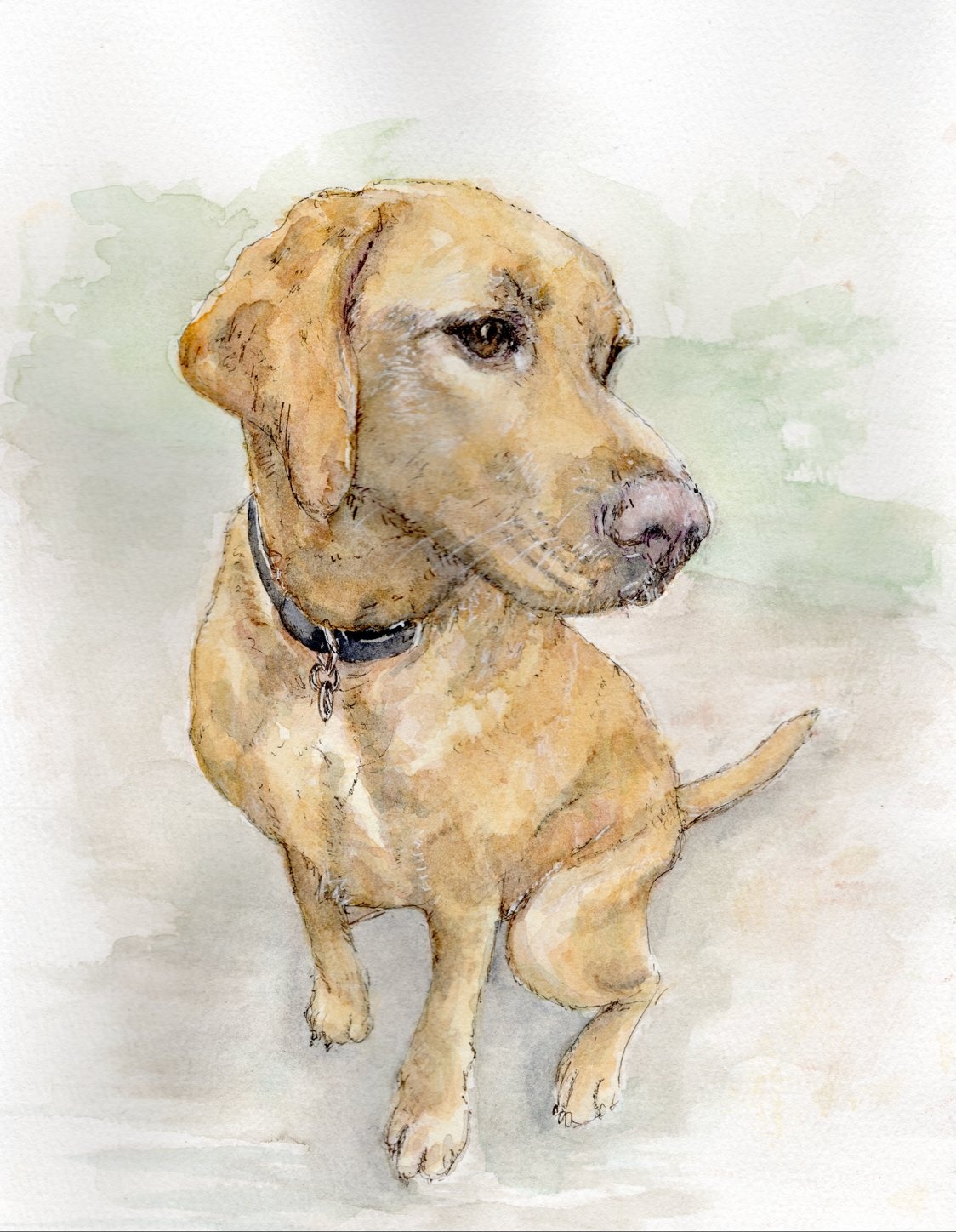 Tilly — pet portrait
